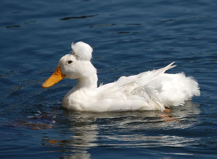 30 Ducks That Look Like 18th-Century Wig-Wearing Aristocrats