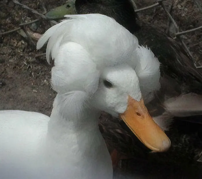 30 Ducks That Look Like 18th-Century Wig-Wearing Aristocrats