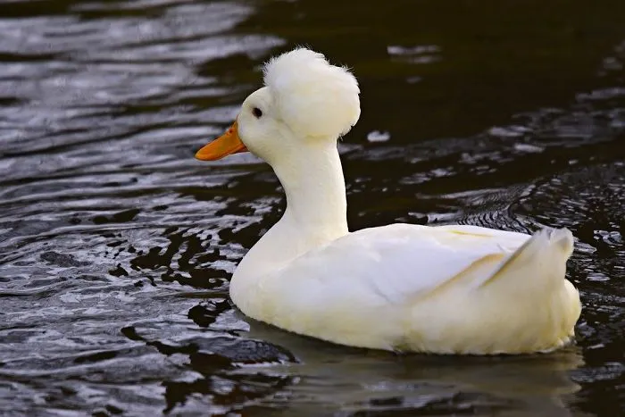 30 Ducks That Look Like 18th-Century Wig-Wearing Aristocrats