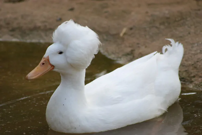 30 Ducks That Look Like 18th-Century Wig-Wearing Aristocrats