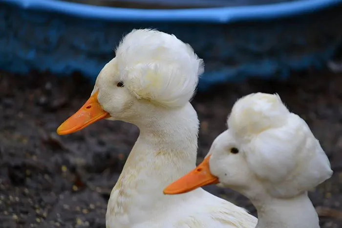 30 Ducks That Look Like 18th-Century Wig-Wearing Aristocrats
