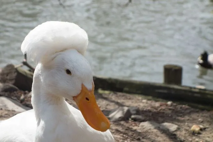 30 Ducks That Look Like 18th-Century Wig-Wearing Aristocrats