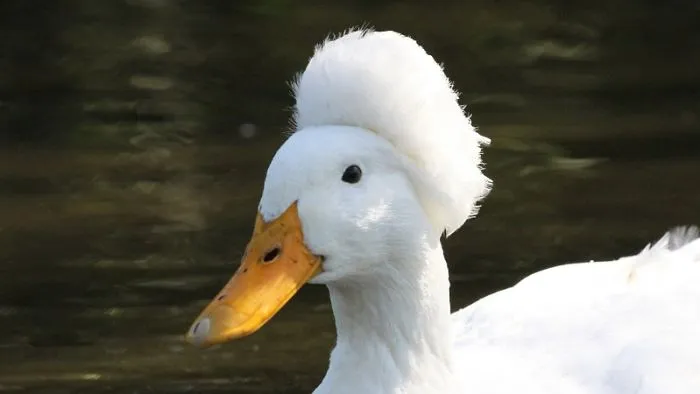 30 Ducks That Look Like 18th-Century Wig-Wearing Aristocrats