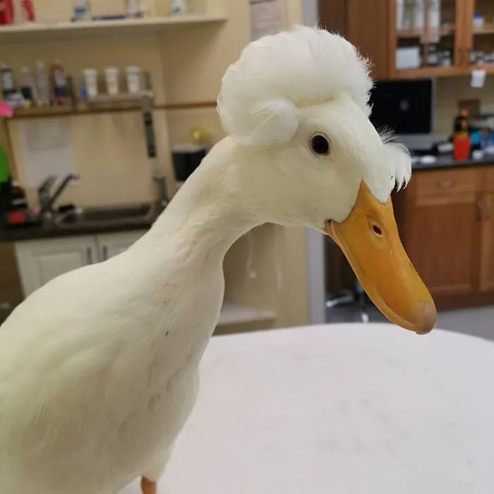30 Ducks That Look Like 18th-Century Wig-Wearing Aristocrats