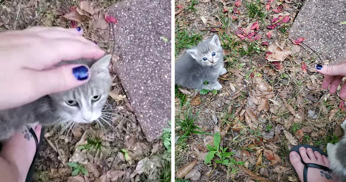 Esta gata callejera llevó a conocer a sus crías a la mujer que llevaba unos días dándole de comer