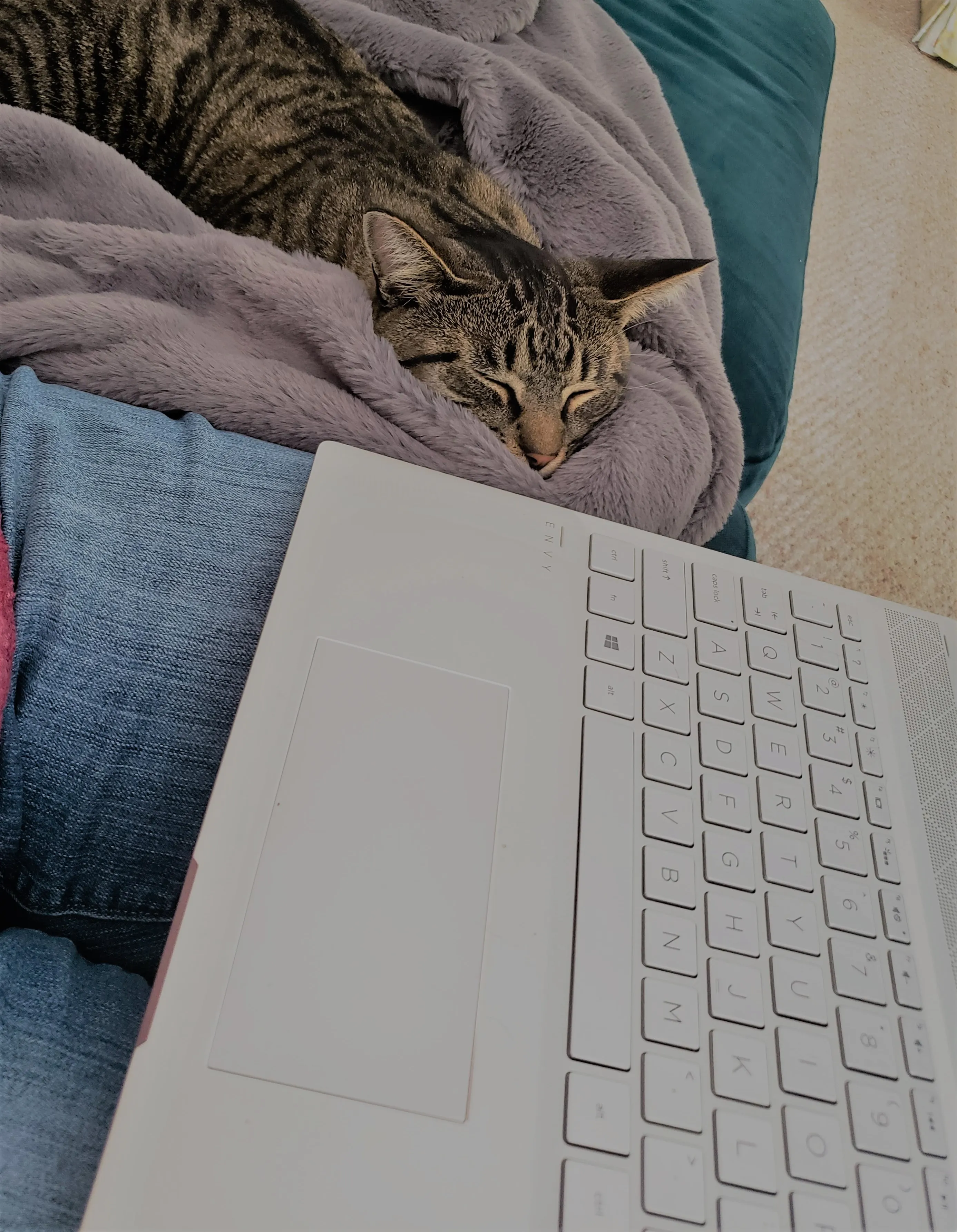 A Day In The Life Of My Cat Jasper