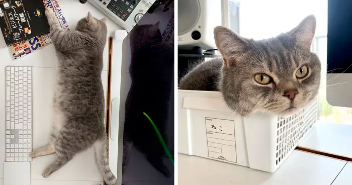 Man Trying To Work From Home Gets Constantly Interrupted By His Cat, Tricks It Into Being Calm By Placing A Box On His Desk