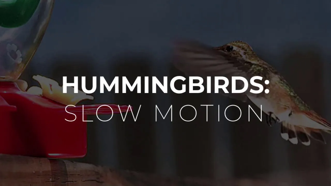 Hummingbirds Flying In Slo-Mo - Quick Compilation | Leafyzing