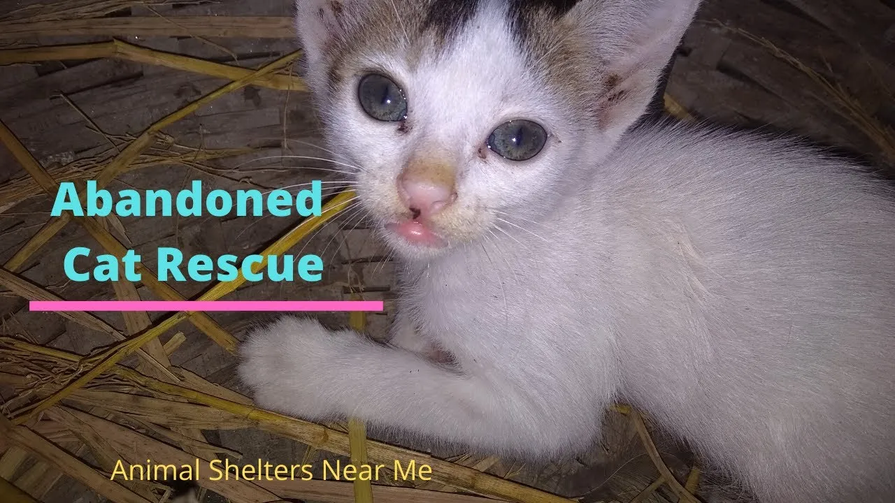 Abandoned Cat Rescue From The Deep Of The Forest