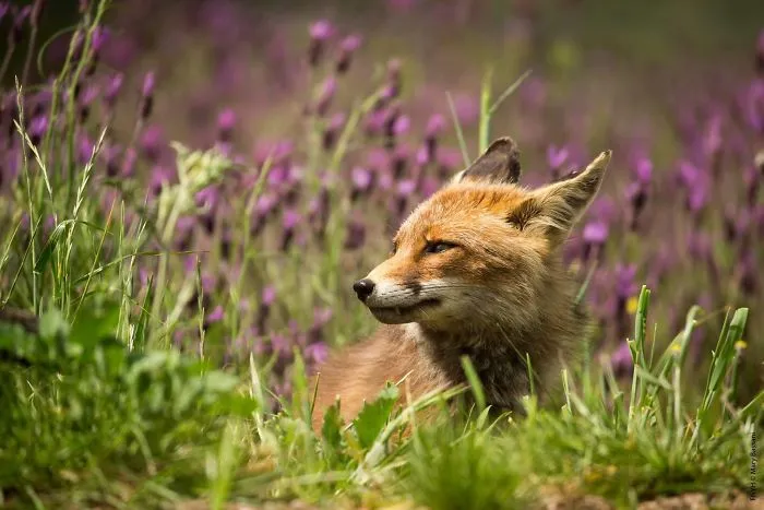 A Beautiful Red Fox Smelling The Lavender Perfume