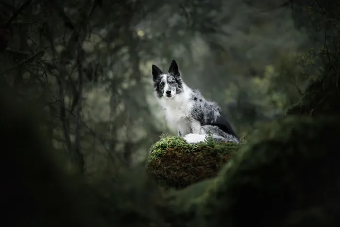 I Combined My Two Favorite Things, Dogs And Nature, To Create These Magical Photos (49 Pics)