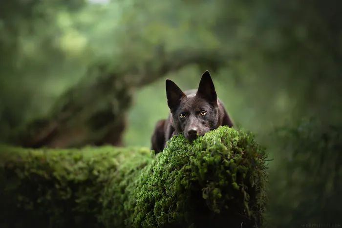 I Combined My Two Favorite Things, Dogs And Nature, To Create These Magical Photos (49 Pics)