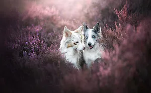 I Combined My Two Favorite Things, Dogs And Nature, To Create These Magical Photos (49 Pics)
