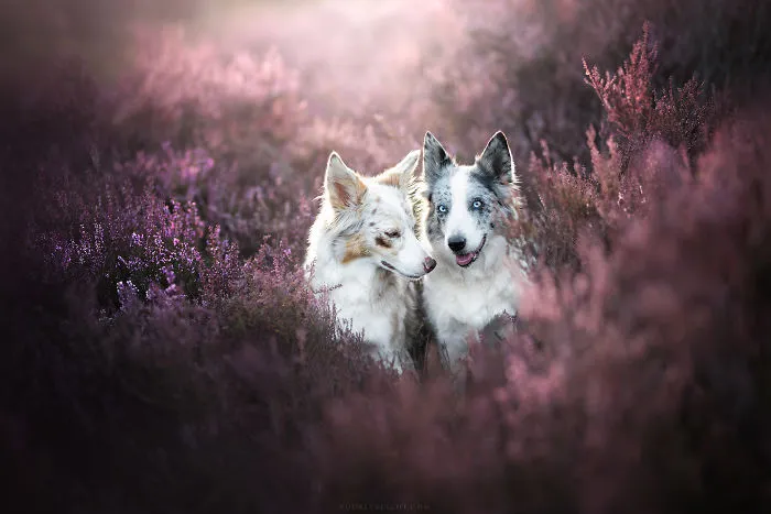 I Combined My Two Favorite Things, Dogs And Nature, To Create These Magical Photos (49 Pics)