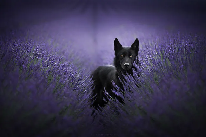 I Combined My Two Favorite Things, Dogs And Nature, To Create These Magical Photos (49 Pics)