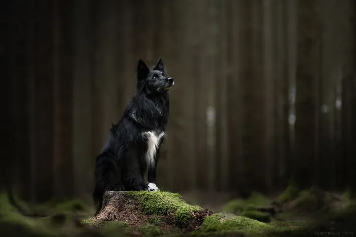 I Combined My Two Favorite Things, Dogs And Nature, To Create These Magical Photos (49 Pics)