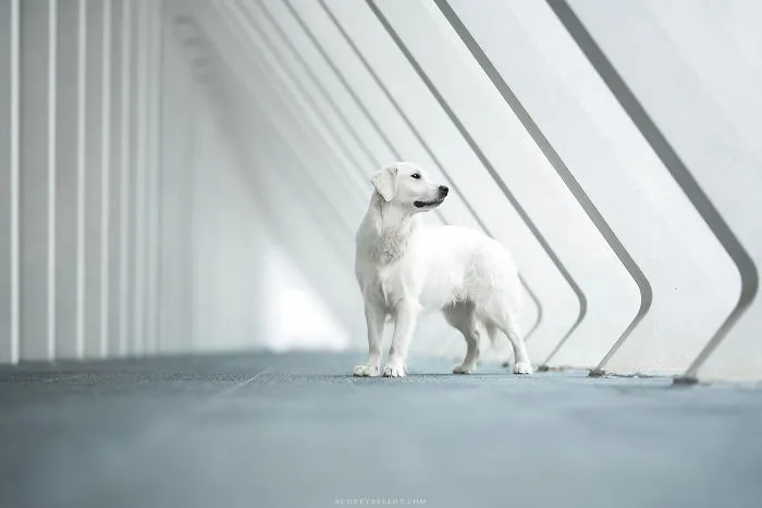 I Combined My Two Favorite Things, Dogs And Nature, To Create These Magical Photos (49 Pics)
