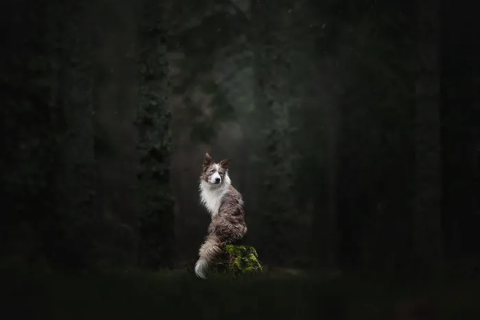 I Combined My Two Favorite Things, Dogs And Nature, To Create These Magical Photos (49 Pics)
