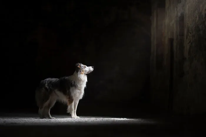 I Combined My Two Favorite Things, Dogs And Nature, To Create These Magical Photos (49 Pics)