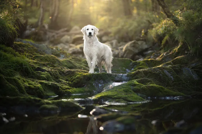 I Combined My Two Favorite Things, Dogs And Nature, To Create These Magical Photos (49 Pics)