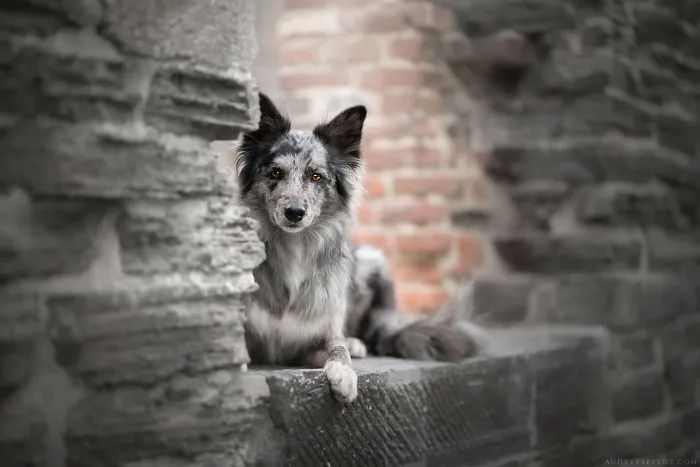 I Combined My Two Favorite Things, Dogs And Nature, To Create These Magical Photos (49 Pics)