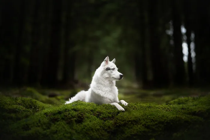 I Combined My Two Favorite Things, Dogs And Nature, To Create These Magical Photos (49 Pics)