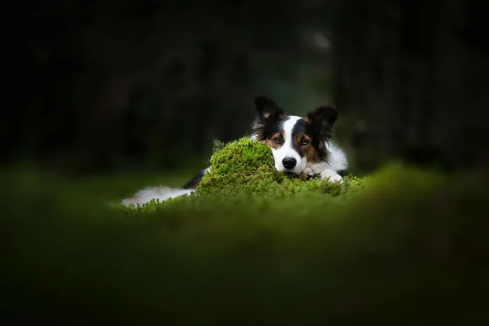 I Combined My Two Favorite Things, Dogs And Nature, To Create These Magical Photos (49 Pics)