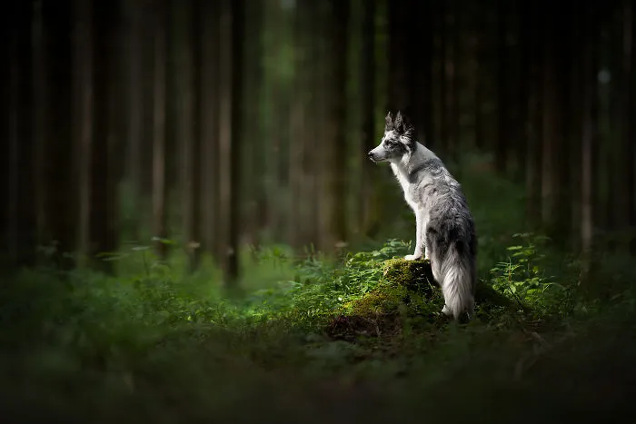 I Combined My Two Favorite Things, Dogs And Nature, To Create These Magical Photos (49 Pics)