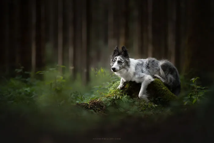 I Combined My Two Favorite Things, Dogs And Nature, To Create These Magical Photos (49 Pics)