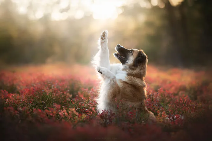 I Combined My Two Favorite Things, Dogs And Nature, To Create These Magical Photos (49 Pics)