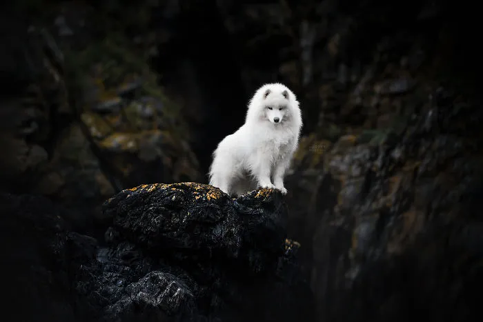 I Combined My Two Favorite Things, Dogs And Nature, To Create These Magical Photos (49 Pics)