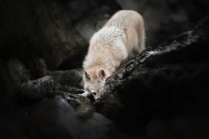 I Combined My Two Favorite Things, Dogs And Nature, To Create These Magical Photos (49 Pics)