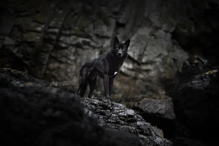 I Combined My Two Favorite Things, Dogs And Nature, To Create These Magical Photos (49 Pics)