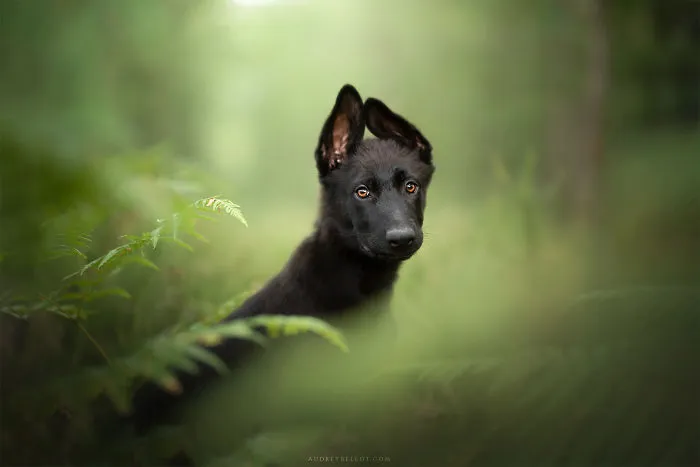 I Combined My Two Favorite Things, Dogs And Nature, To Create These Magical Photos (49 Pics)