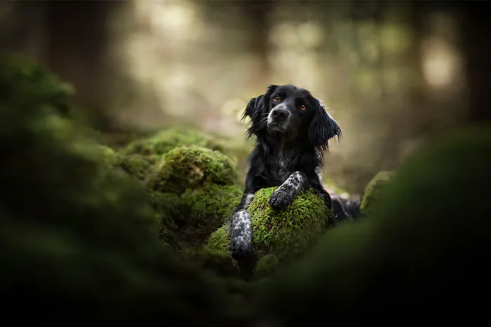 I Combined My Two Favorite Things, Dogs And Nature, To Create These Magical Photos (49 Pics)