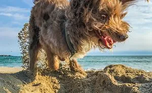 Our 20 Best Entries In Our Comedy Pet Photo Competition So Far