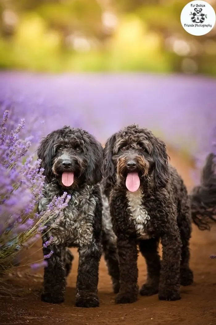 Every January, I Go To Blooming Lavender Fields In Tasmania To Take These Dreamy Photos Of Pets (100 Pics)