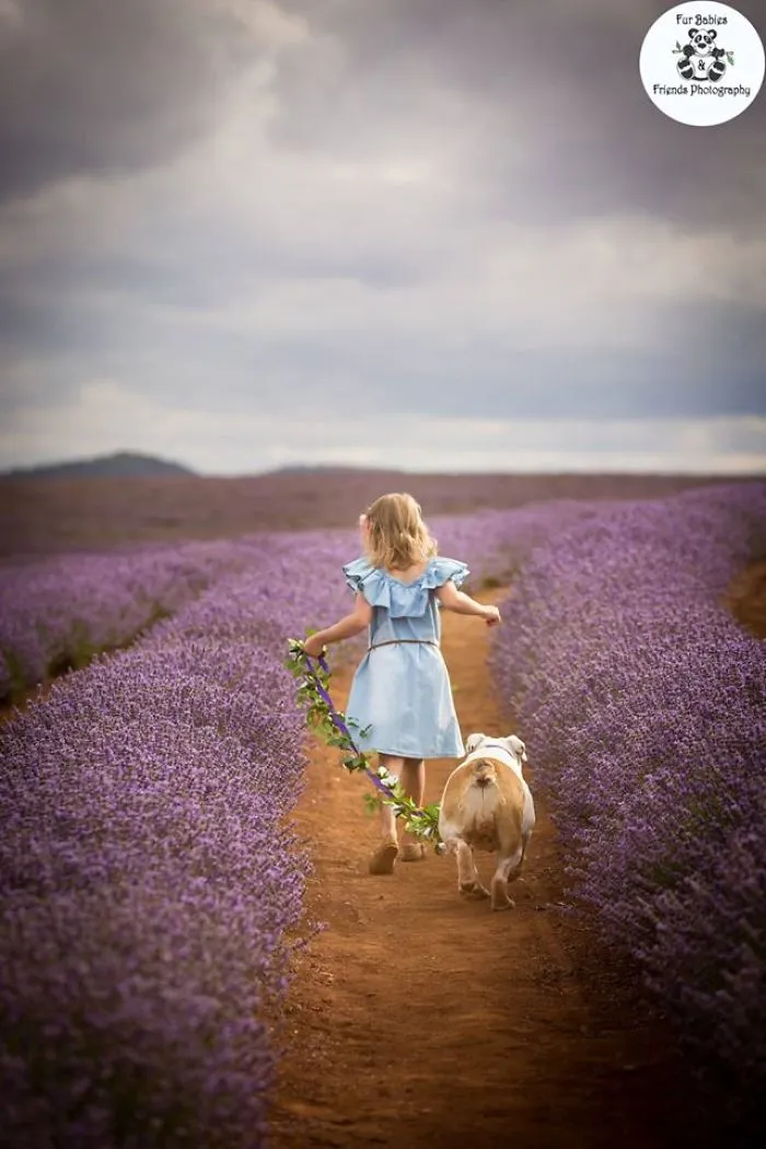 Every January, I Go To Blooming Lavender Fields In Tasmania To Take These Dreamy Photos Of Pets (100 Pics)