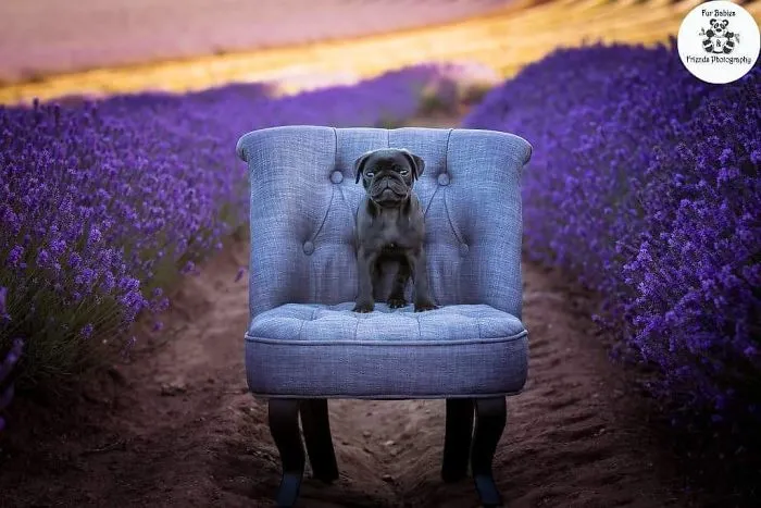Every January, I Go To Blooming Lavender Fields In Tasmania To Take These Dreamy Photos Of Pets (100 Pics)