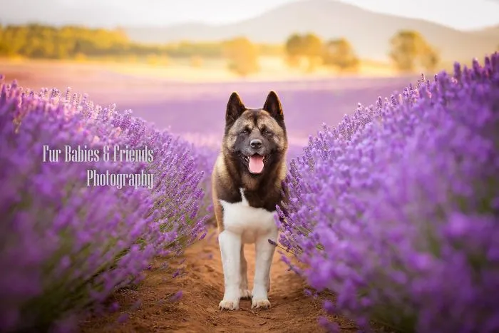 Every January, I Go To Blooming Lavender Fields In Tasmania To Take These Dreamy Photos Of Pets (100 Pics)