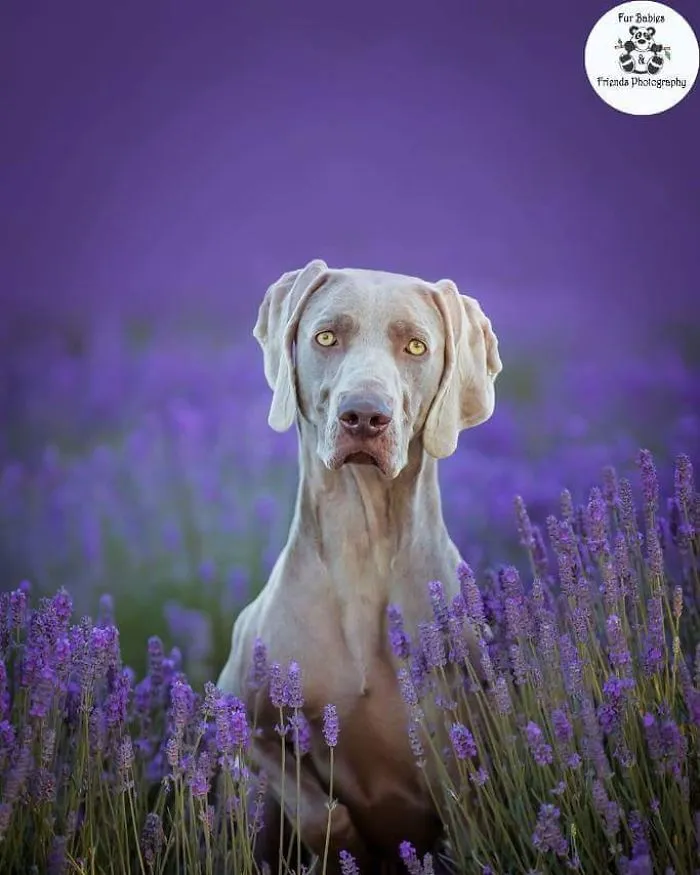 Every January, I Go To Blooming Lavender Fields In Tasmania To Take These Dreamy Photos Of Pets (100 Pics)