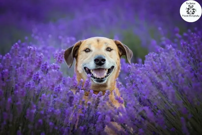 Every January, I Go To Blooming Lavender Fields In Tasmania To Take These Dreamy Photos Of Pets (100 Pics)