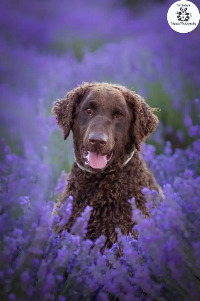 Every January, I Go To Blooming Lavender Fields In Tasmania To Take These Dreamy Photos Of Pets (100 Pics)