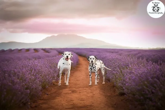 Every January, I Go To Blooming Lavender Fields In Tasmania To Take These Dreamy Photos Of Pets (100 Pics)
