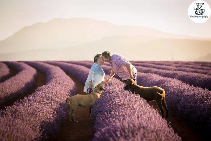 Every January, I Go To Blooming Lavender Fields In Tasmania To Take These Dreamy Photos Of Pets (100 Pics)