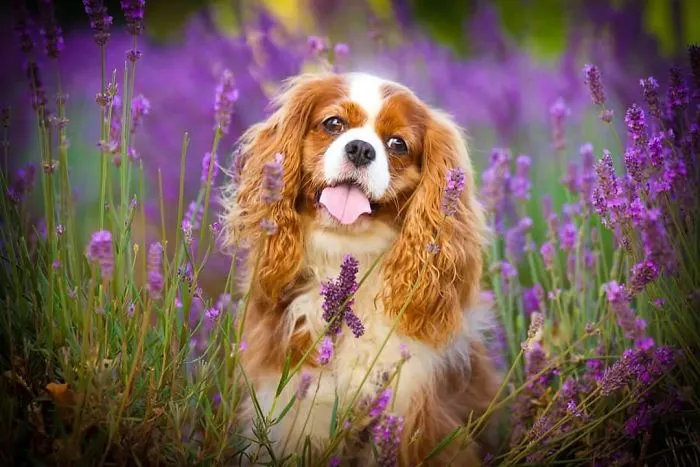 Every January, I Go To Blooming Lavender Fields In Tasmania To Take These Dreamy Photos Of Pets (100 Pics)