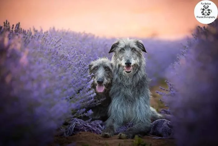 Every January, I Go To Blooming Lavender Fields In Tasmania To Take These Dreamy Photos Of Pets (100 Pics)