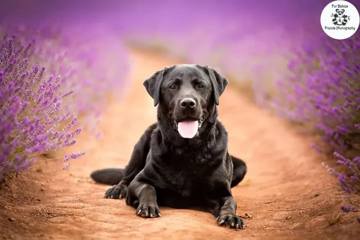 Every January, I Go To Blooming Lavender Fields In Tasmania To Take These Dreamy Photos Of Pets (100 Pics)