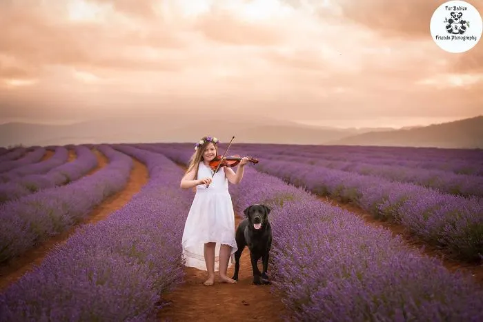 Every January, I Go To Blooming Lavender Fields In Tasmania To Take These Dreamy Photos Of Pets (100 Pics)