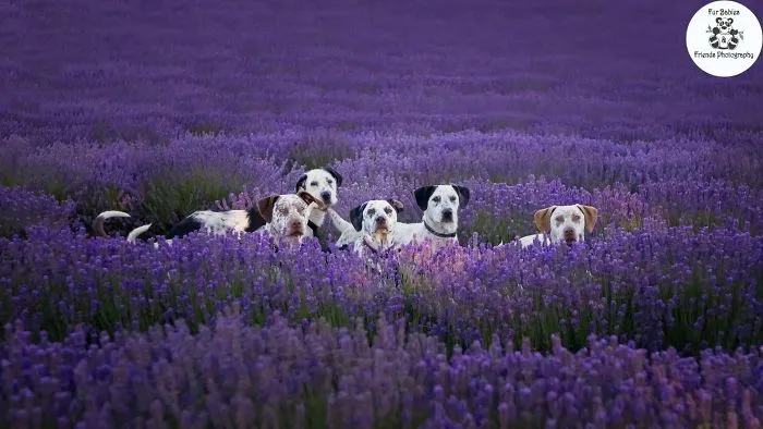 Every January, I Go To Blooming Lavender Fields In Tasmania To Take These Dreamy Photos Of Pets (100 Pics)
